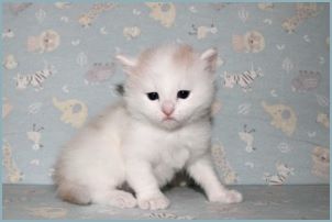 Male Siberian Kitten from Deedlebug Siberians